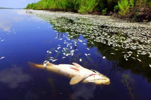 Emami raises alarm over Oil spill in Delta