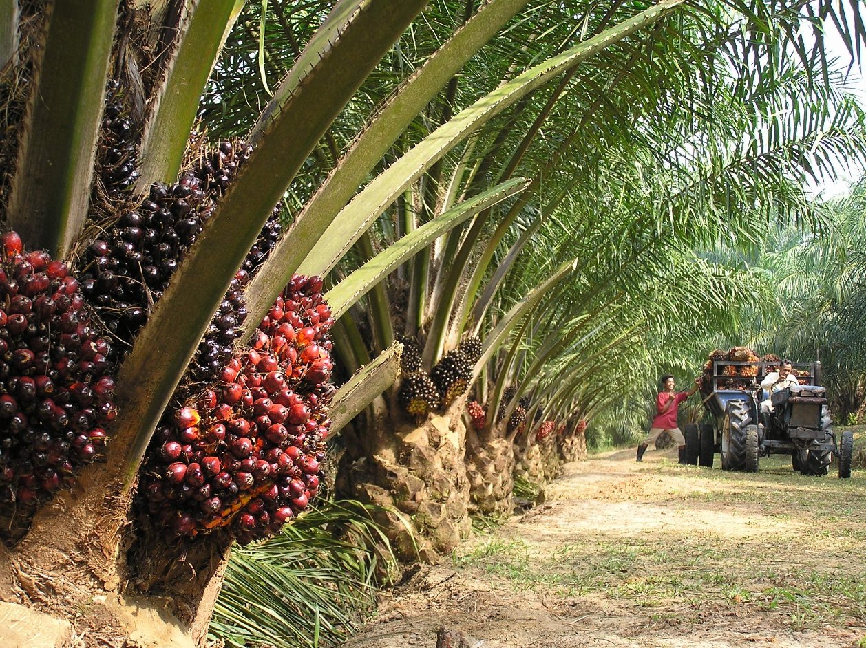 Delta commits 508M naira to oil palm development