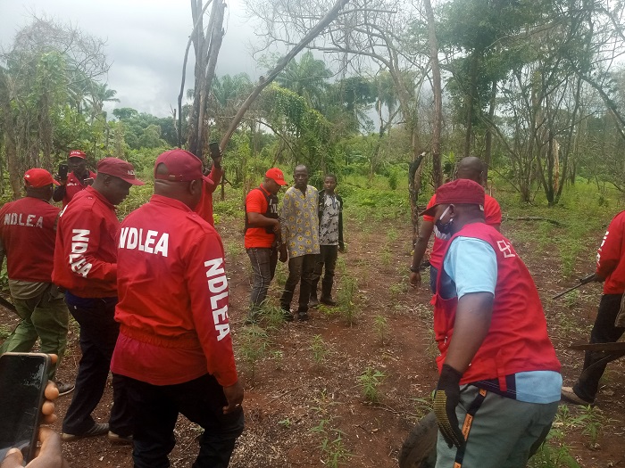It is better to kill me, than destroy my Cannabis Farm- Suspect dares NDLEA