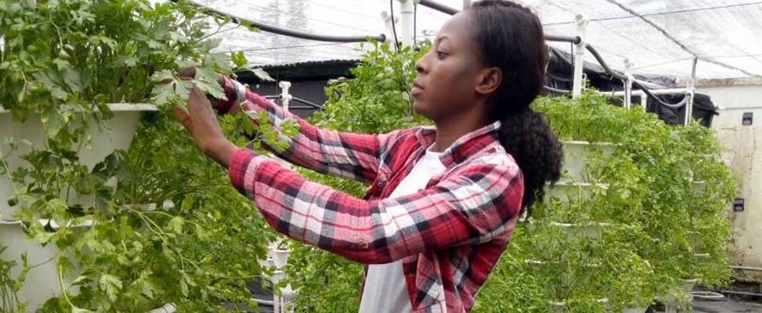 AfDB-funded enterprise produces affordable, healthier vegetables using urban rooftop hydroponics