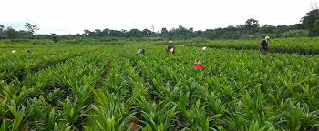 Cameroon: African Development Fund approves €63 million loan to boost food security