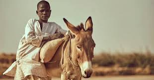 Hope for Africa’s donkeys as Ministers rally against skin trade