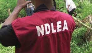 677 drug traffickers jailed, 3,359 arrested between January and March – NDLEA reveals