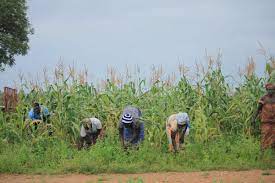 Comoros: African Development Bank Provides Nearly €6 Million to Boost Food Production