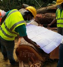 New Interim Forest Stewardship Standard validates responsible forest management in Ghana