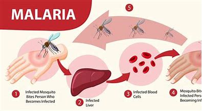 One year anniversary of malaria vaccine rollout underscores remarkable progress, offers new data on potential impact