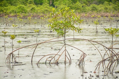 How Chevron preserves the environment – A case of Abiteye Mangrove restoration