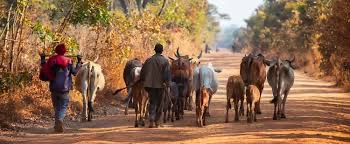 African Development Bank supports small livestock farmers in Zambia to adapt to climate change