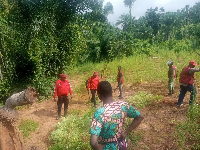 NDLEA destroys Cannabis plantation worth over N1.5billion