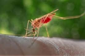 New research offers hope in Africa’s malaria crisis