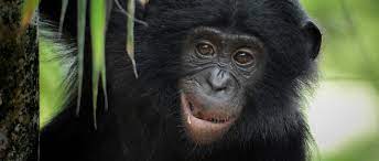 Endangered Bonobos Returned to Wild for the Second Time in History