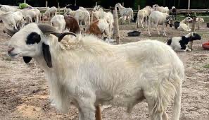 Eid: Farm Zone Excites Customers with Nigeria’s Largest Livestock Inventory