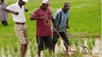 African Development Fund supports climate-resilient rice value chains across West Africa