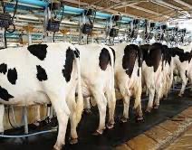 Nigeria To Increase Milk  Production By 1.2 Billion Litres In Five Years