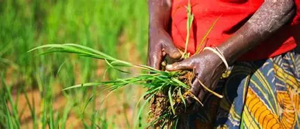 African Development Fund Approves $19.93 Million Grant to Tackle Fragility and Expand Opportunities for Rural Youth and Women in Gambia