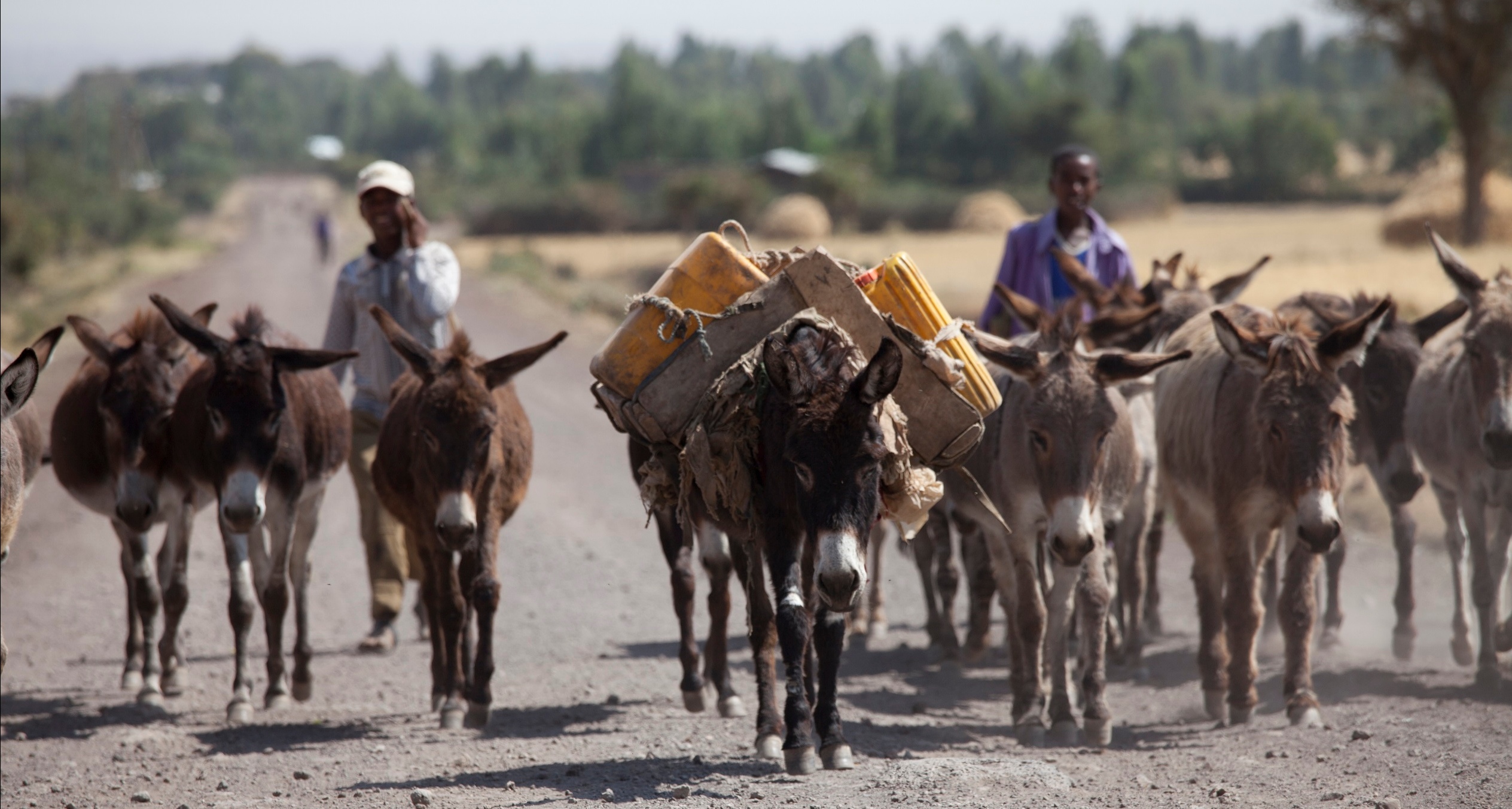 Nigeria’s stand against the donkey skin trade wins praise from leading international animal welfare charity