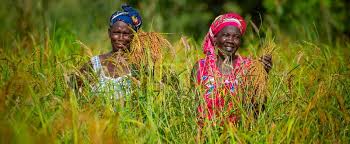 AfDB provides US$ 102.79 million to support farmers through climate resilient Special Agro-Industrial Processing Zones infrastructure in Guinea, Senegal, Togo