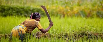 AfDB extends €121 million food-production loan to Senegal to cushion impacts of war in Ukraine