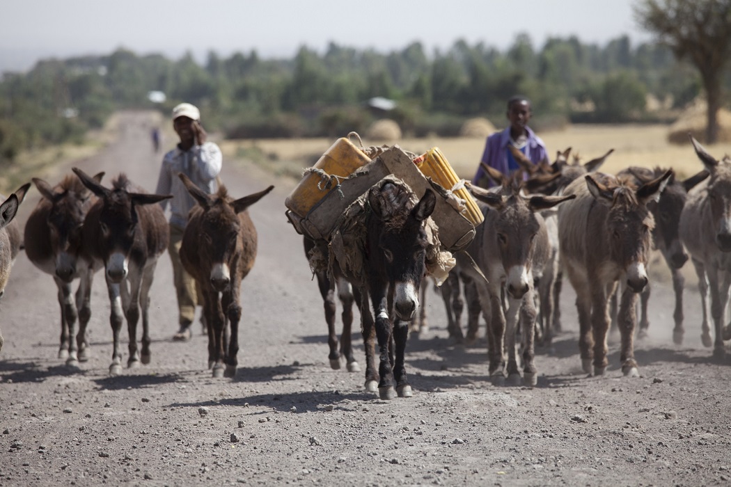 Nigeria’s proposed ban on donkey slaughter welcomed by leading international animal welfare charity