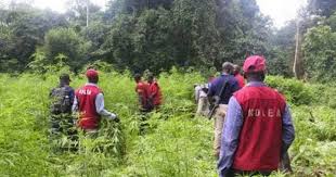 Three suspects arrested, as NDLEA destroys 7 Hectares of Indian hemp farm